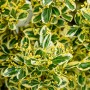 Detailaufnahme des Japanischen Spindelstrauchs mit grün-gelb panaschierten Blättern und gelben Blüten.