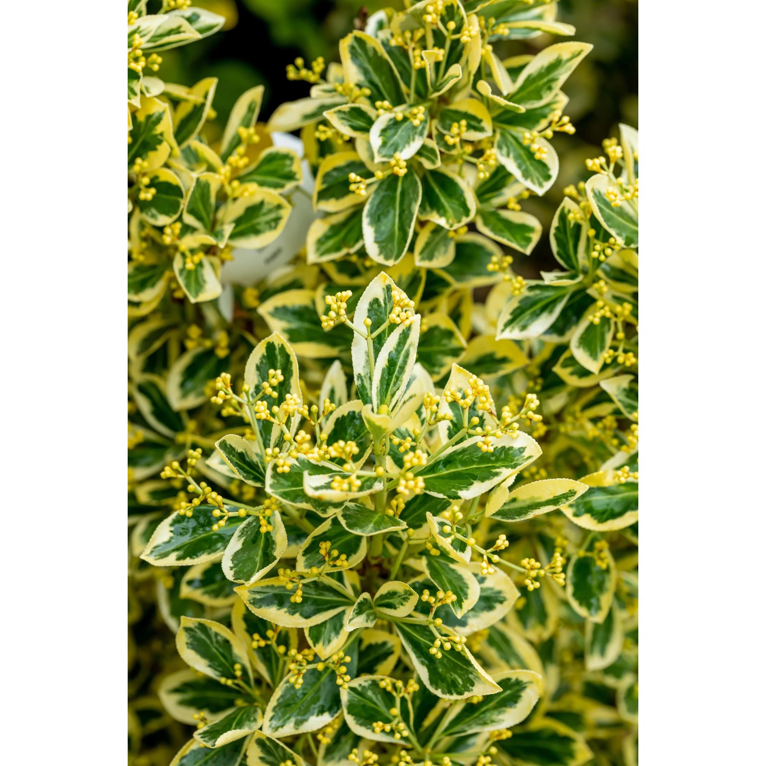 Detailaufnahme des Japanischen Spindelstrauchs mit grün-gelb panaschierten Blättern und gelben Blüten.