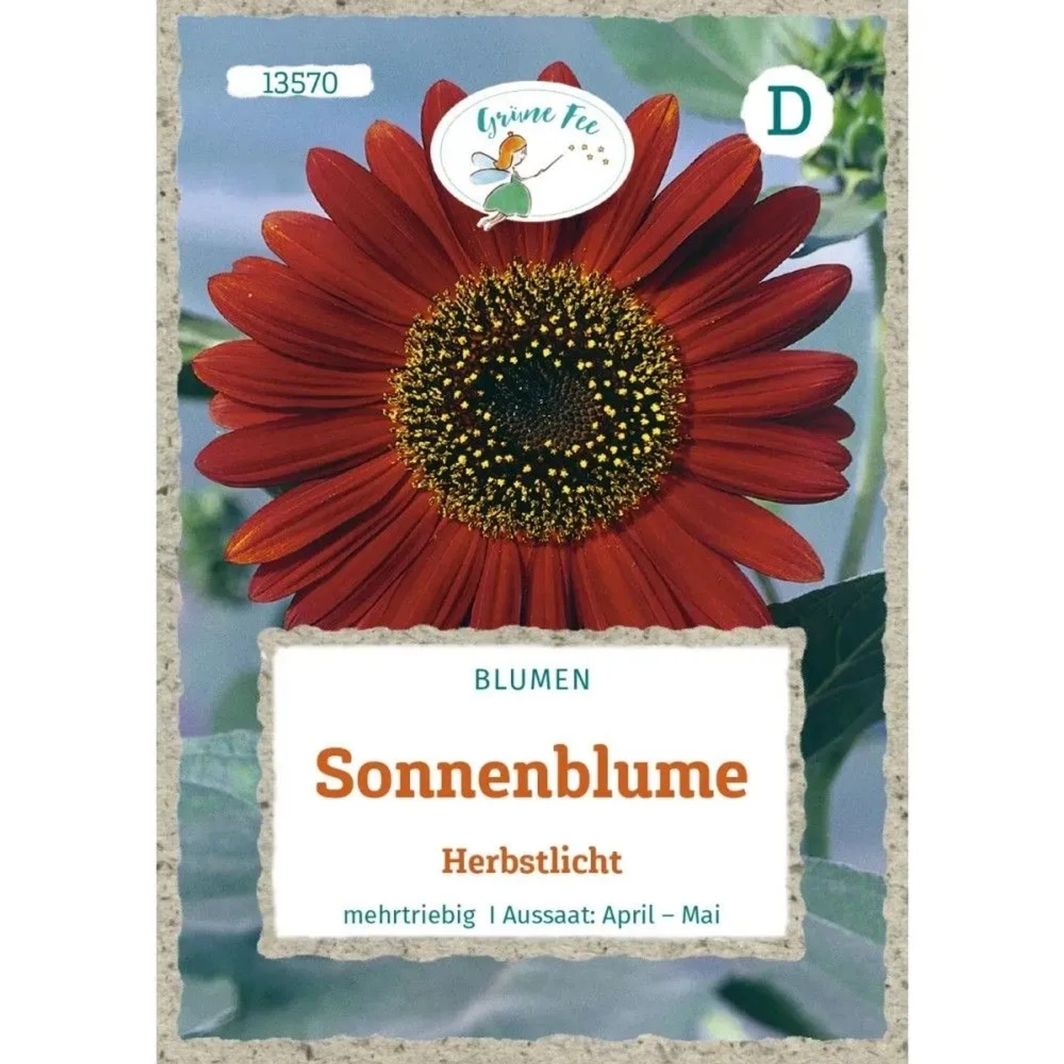 Grüne Fee Sonnenblume Herbstlicht Saatgut