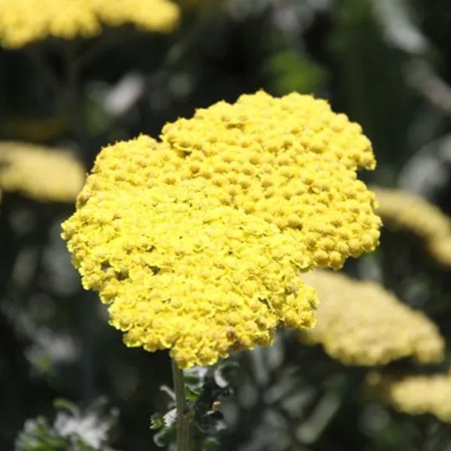 6 x Schafgarbe 'Moonshine' Achillea Topf 9cm Schnittblume