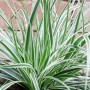 Grün-weiße Japan-Segge Carex Oshimensis Everest im 9x9 cm Topf.