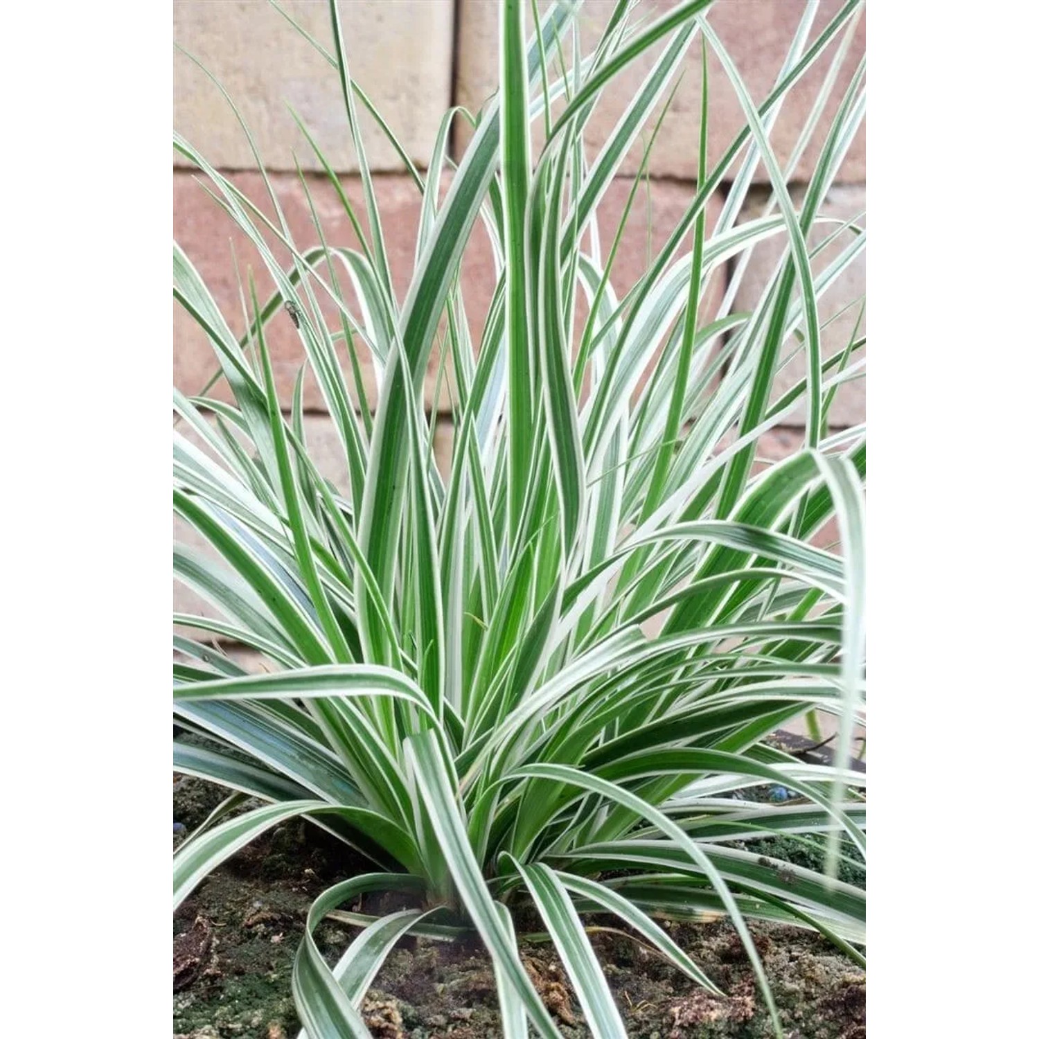 Grün-weiße Japan-Segge Carex Oshimensis Everest im 9x9 cm Topf.