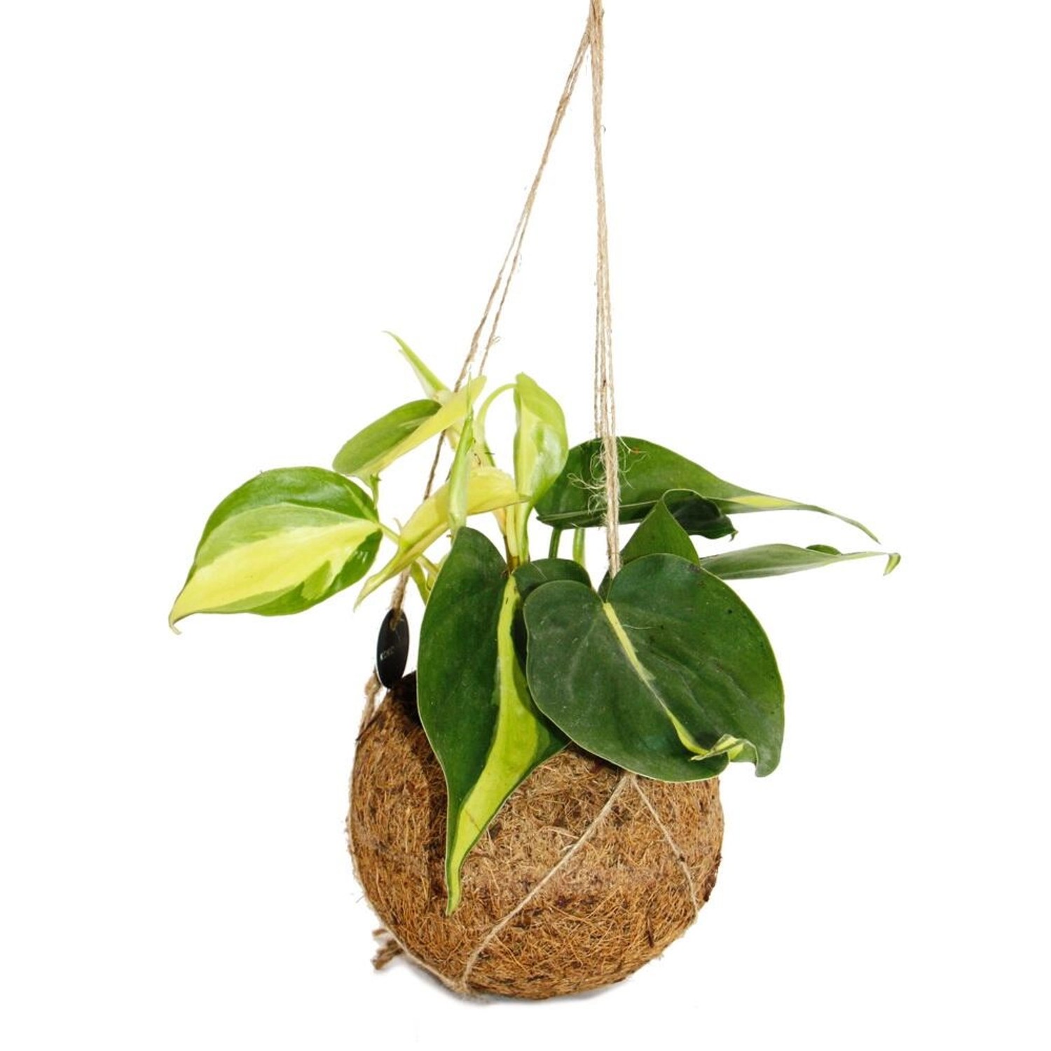 Exotenherz Kokodama Philodendron Scandens Brasil im Kokodamagefäß zum Hänge günstig online kaufen
