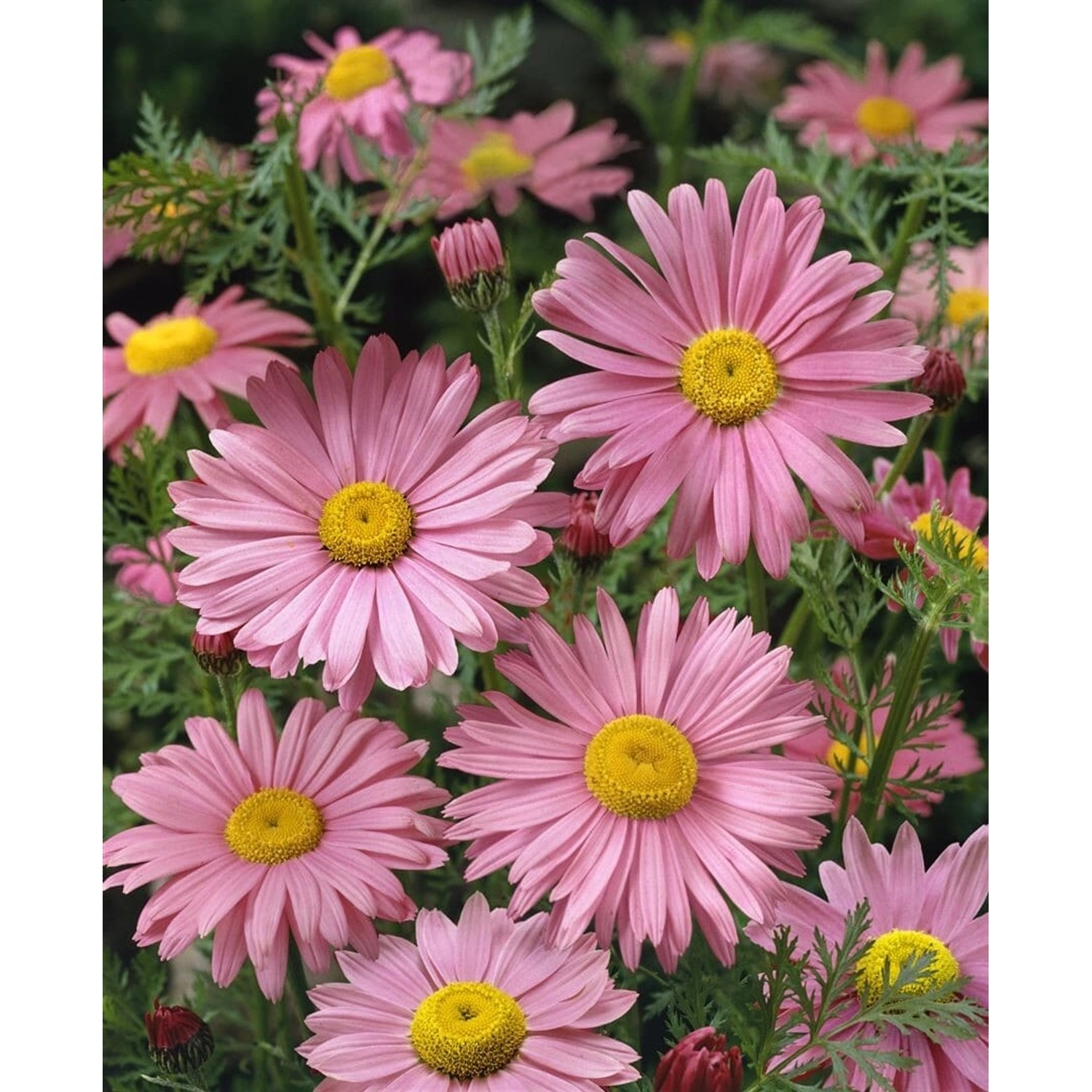 Tanacetum Coccineum Robinsons Rosa Malerblume Ca. 9x9 cm Topf günstig online kaufen