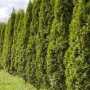 Reihe von Thuja 'Smaragd' Heckenpflanzen, immergrün und dicht wachsend.