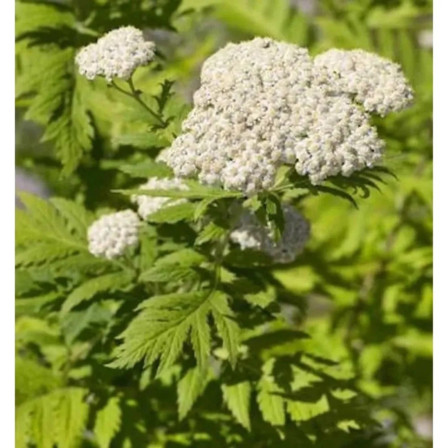 Großblättrige Wucherblume - Tanacetum macrophyllum