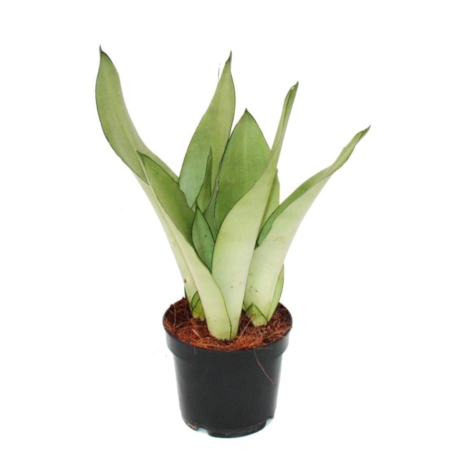 Exotenherz Sansevieria Trifasciata Moonshine Silberner Bogenhanf 12cm Topf Sukkulente