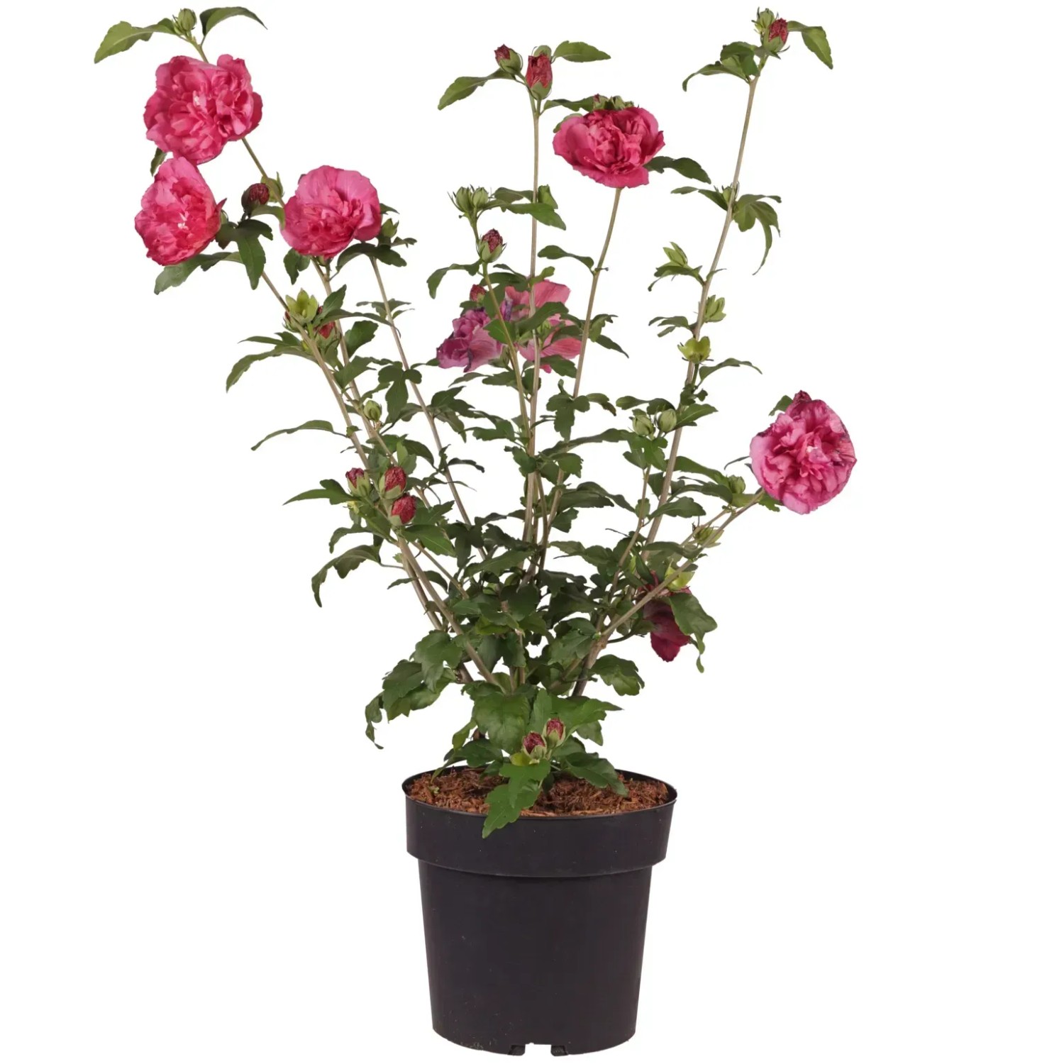 Hibiskus Höhe ca. 60 cm Topf 4,5 l Hibiscus syriacus Magenta Chiffon