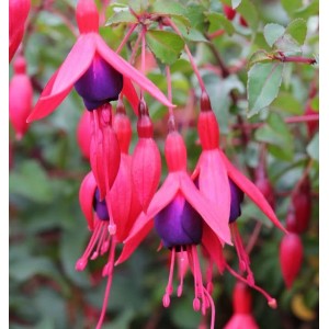 Fuchsie 'M. Popple': Staude mit roten und violetten Blüten.