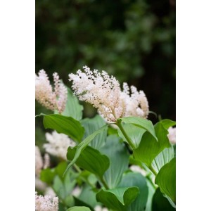Traubiges Maiglöckchen (Smilacina racemosa) mit weißen Blüten und grünen Blättern im Topf.