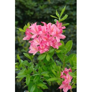 Blühender Rhododendron Luteum Josephine Klinger mit rosa Blüten, ca. 40-50 cm hoch.
