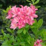 Blühender Rhododendron Luteum Josephine Klinger mit rosa Blüten, ca. 40-50 cm hoch.