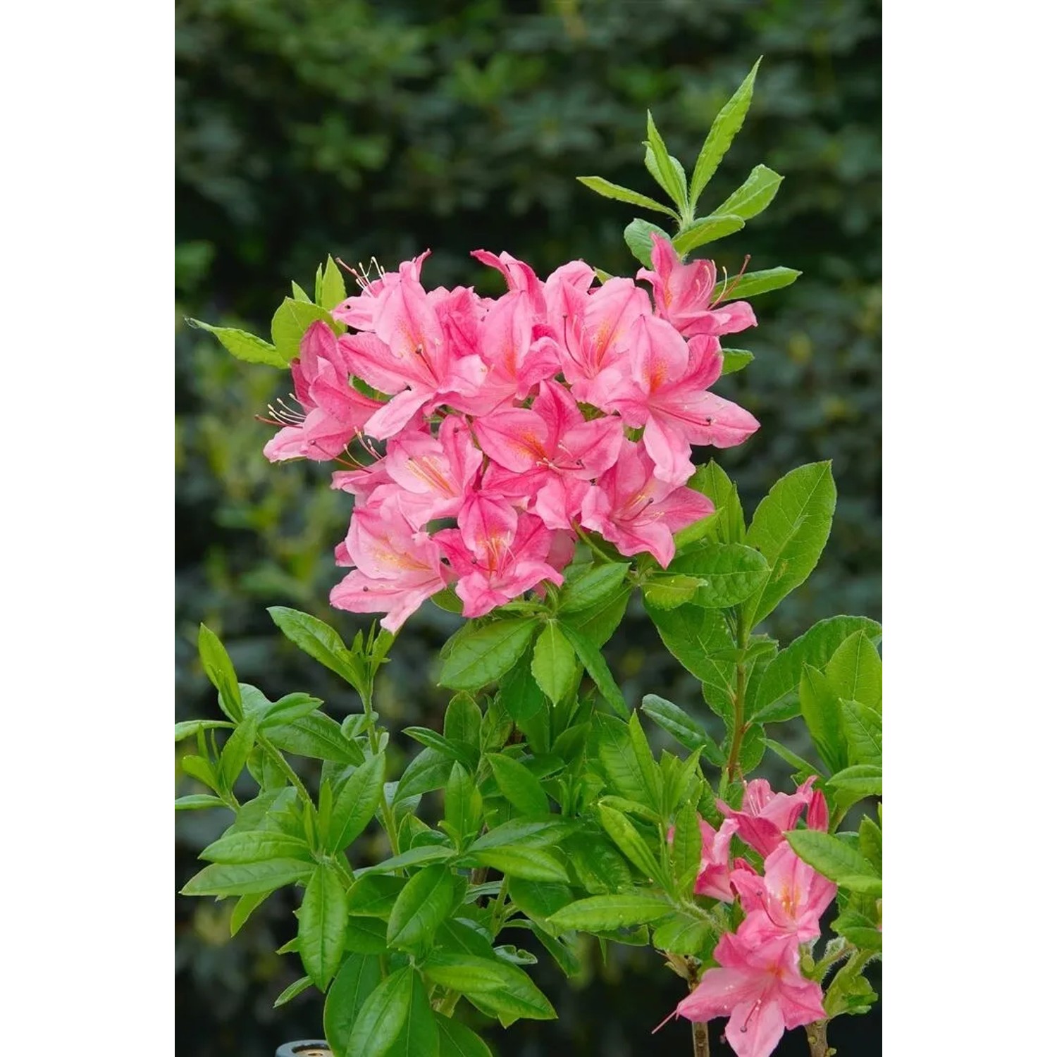 Blühender Rhododendron Luteum Josephine Klinger mit rosa Blüten, ca. 40-50 cm hoch.