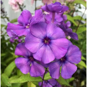 Nahaufnahme der lila Blüte der Hohen Flammenblume Blue Paradise (Phlox Paniculata).