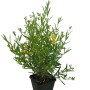Johanniskraut 'Gemo': Gelb blühender Strauch im Topf, ca. 20-30 cm hoch.