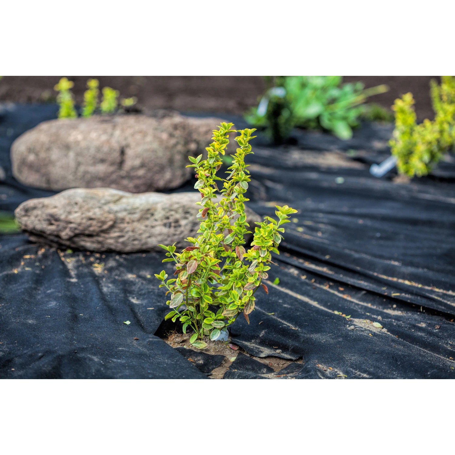 Aquagart Unkrautvlies 150g/m² im Gartenbeet mit Pflanze und Steinen.