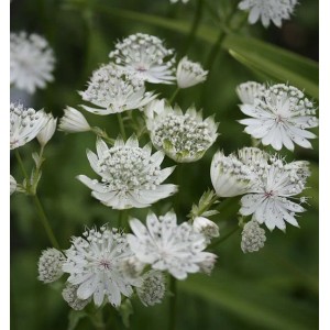 Nahaufnahme der weißen Blüten der Sterndolde Shaggy (Astrantia major), eine dekorative Staude.