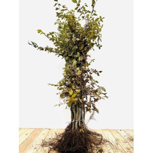 Hainbuche (Carpinus betulus), 80-100 cm, ideal als Heckenpflanze mit grünen Blättern und freiliegenden Wurzeln.