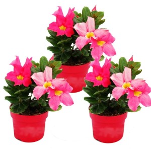 Set aus 3 Dipladenia Exotenherz Pflanzen im 10cm Topf, rosa Blüten.