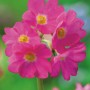 Nahaufnahme der rosa Sumpfglockenprimel (Primula rosea) mit gelber Mitte, ideal für den Gartenteich.
