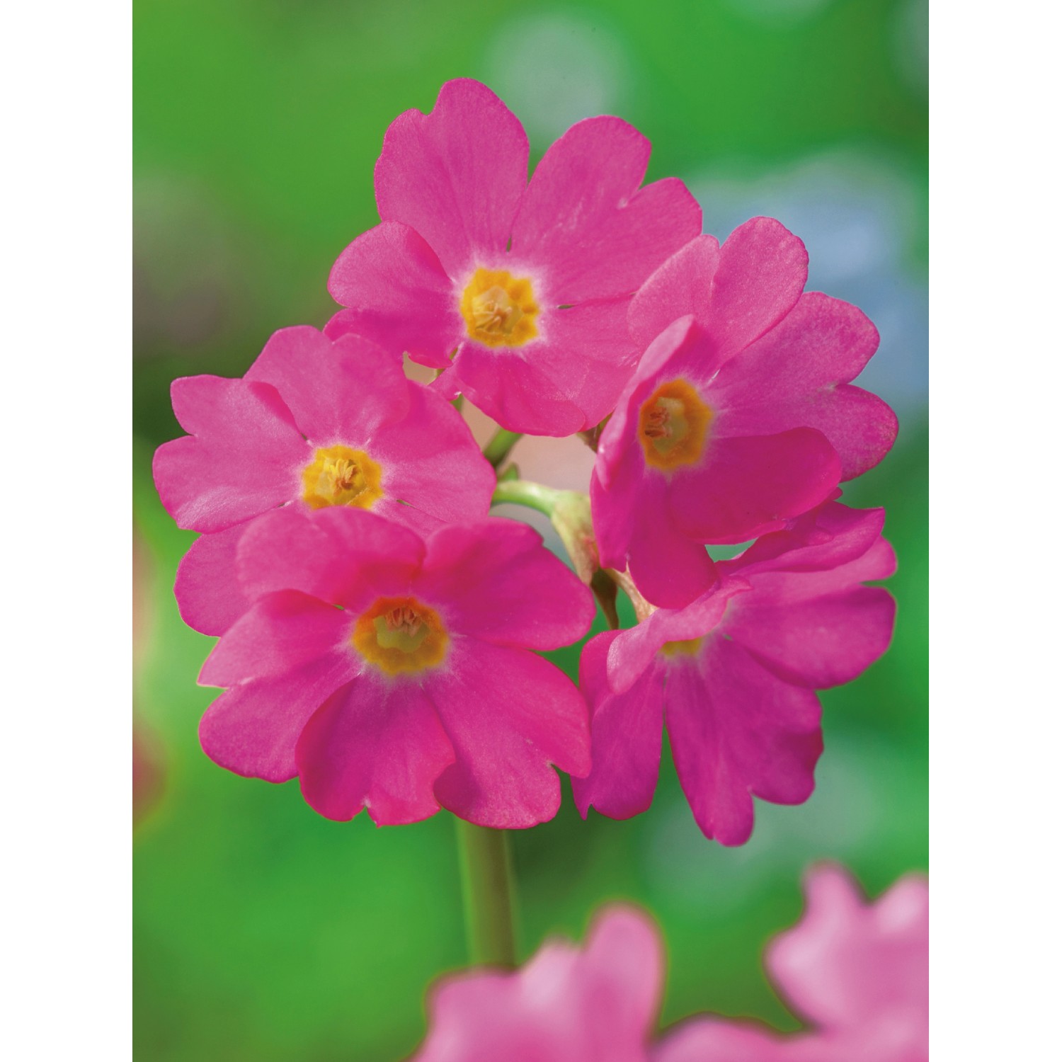 Nahaufnahme der rosa Sumpfglockenprimel (Primula rosea) mit gelber Mitte, ideal für den Gartenteich.