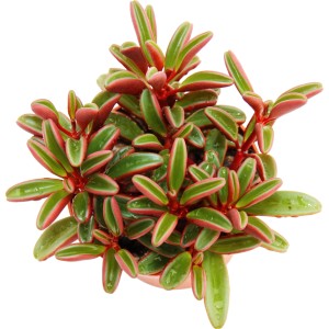 Rotblättriger Zwergpfeffer (Peperomia graveolens) im Topf, eine dekorative Sukkulente mit roten Blättern.