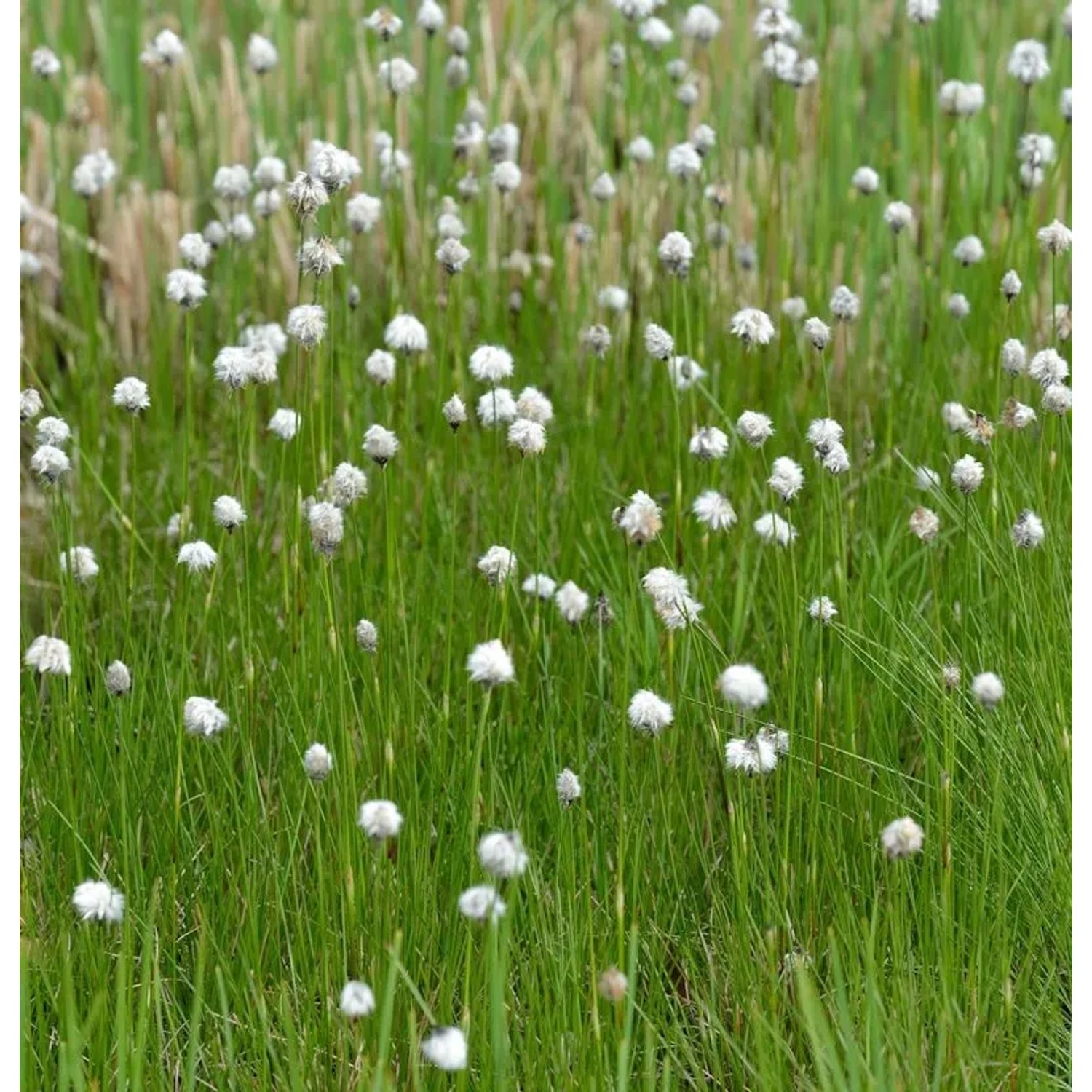 Sibirische Wollgras - Eriophorum russeolum