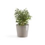 Ecopots Amsterdam Mini Pflanztopf in Taupe mit grüner Pflanze, 17x14,9 cm.
