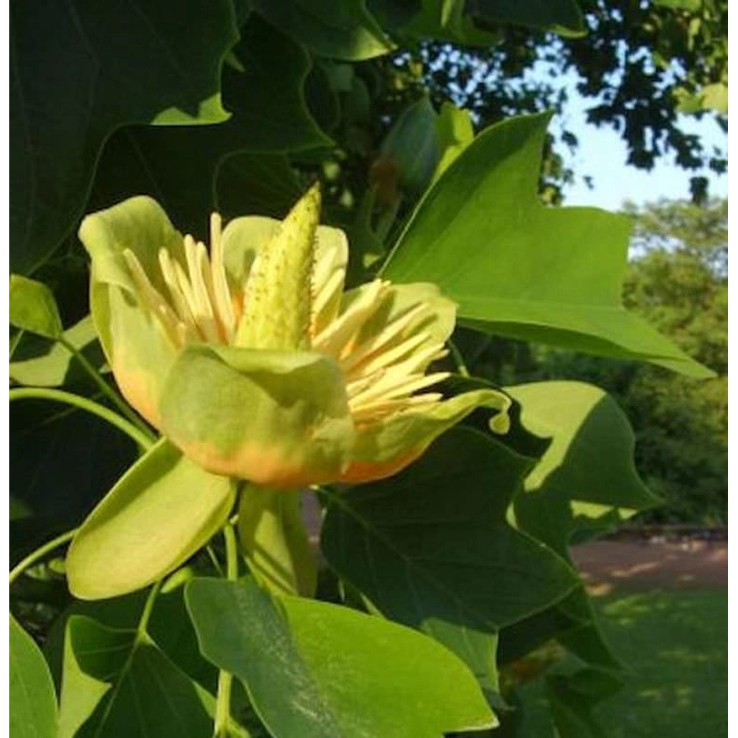 Amerikanischer Tulpenbaum 80-100cm - Liriodendron tulipifera günstig online kaufen