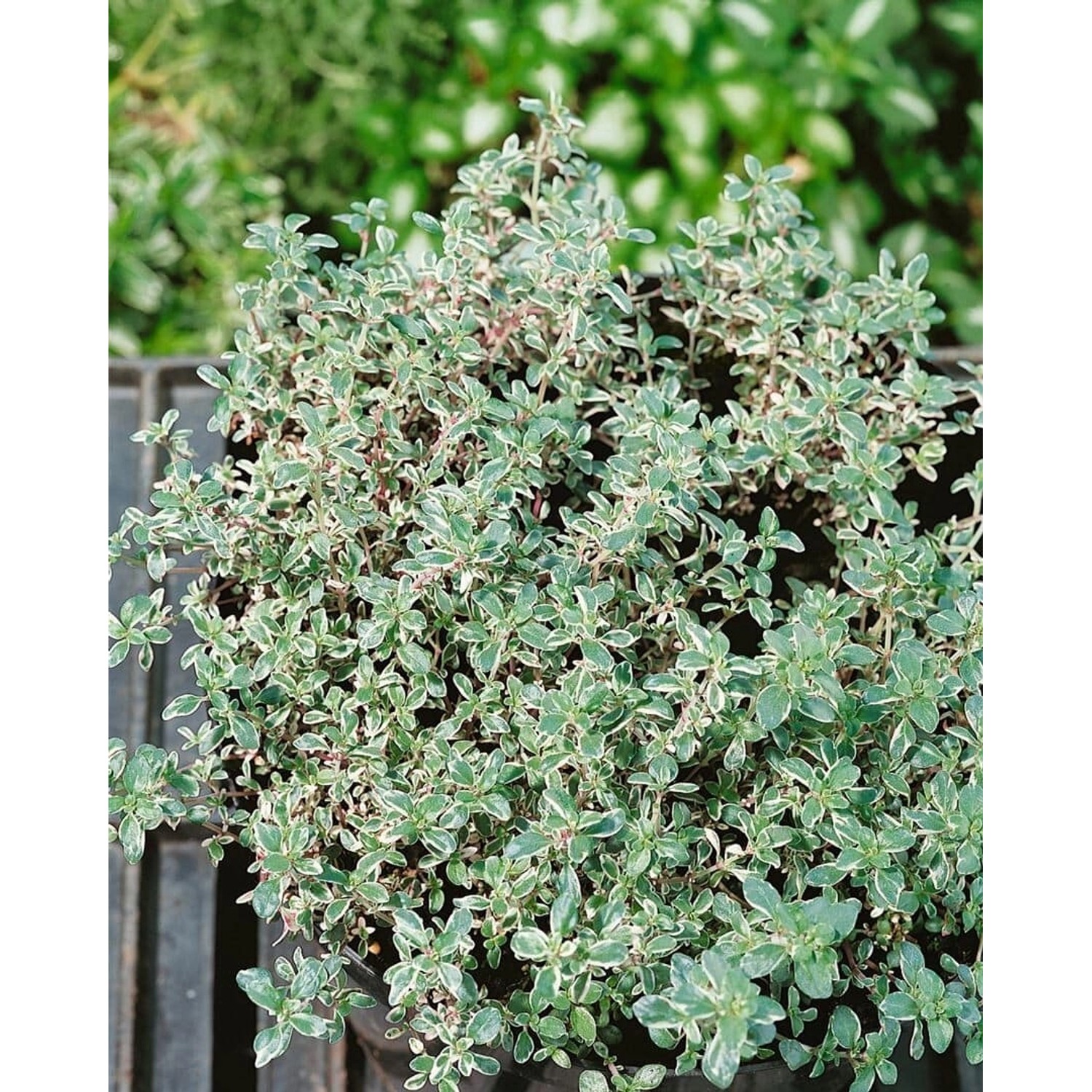 Thymus Vulgaris Silver Posie Echter Thymian Ca. 9x9 cm Topf günstig online kaufen