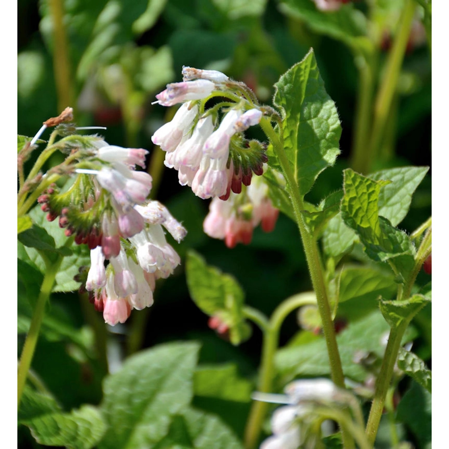 Kaukasus Beinwell - Symphytum grandiflorum günstig online kaufen