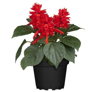 Feuersalbei (Salvia splendens) im Topf mit leuchtend roten Blüten, ideal für Balkon und Terrasse.