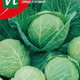 Weißkohl 'Consul F1' Saatgut ca. 0,3 g Knackig