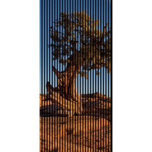 FN Acustico Akustikplatte Steppe mit Baum-Motiv, schalldämmend und dekorativ.