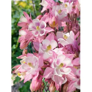 Rosa-weiße Biedermeier Akelei (Aquilegia Caerulea) im 9x9 cm Topf.