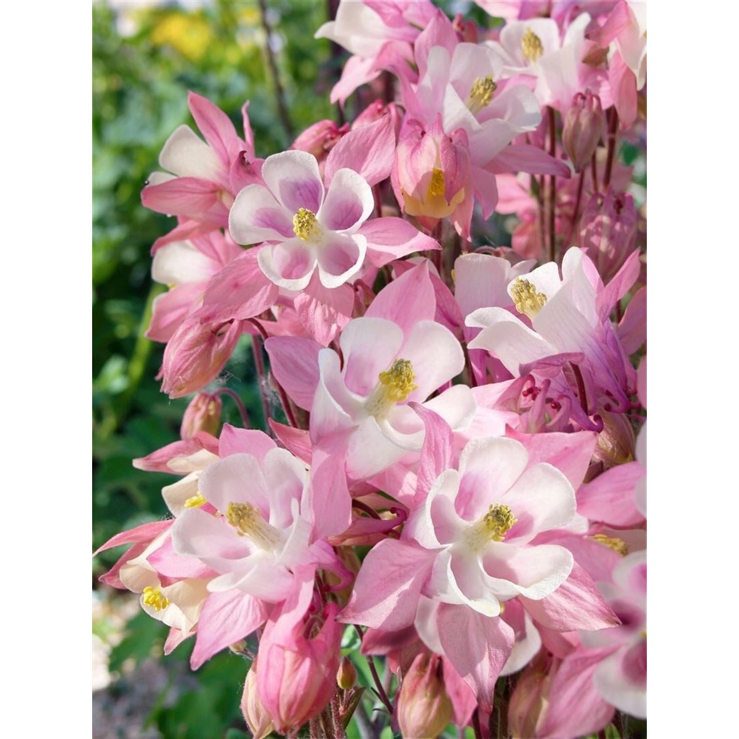 Aquilegia Caerulea Biedermeier Akelei Ca. 9x9 cm Topf günstig online kaufen