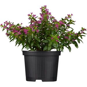 Scheinmyrte (Cuphea) im Topf, violette Blüten, ca. 11 cm Topf-Ø, Stehpflanze.