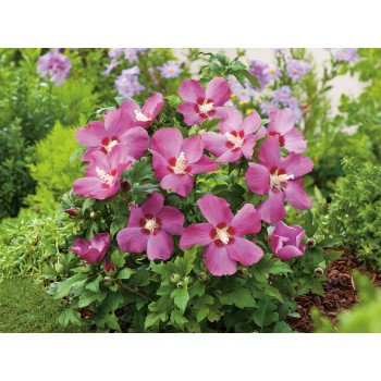 Hibiskus kaufen bei OBI