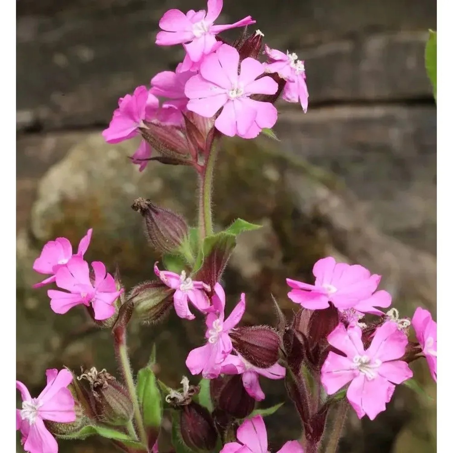 Leimkraut - Silene schafta