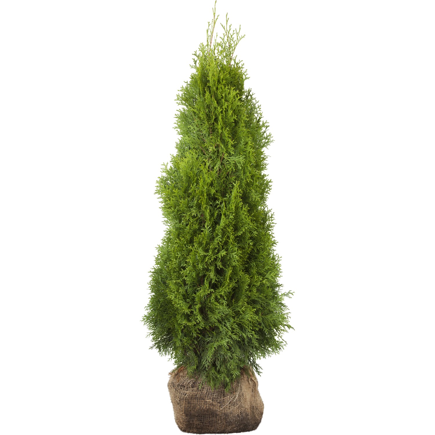 Lebensbaum Smaragd Set à 20 Stück Höhe ca. 160 - 180 cm Thuja occidentalis