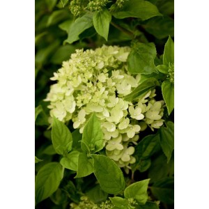 Rispenhortensie Little Lime, cremeweiße Blüte mit grünen Akzenten, ca. 40-60 cm hoch.