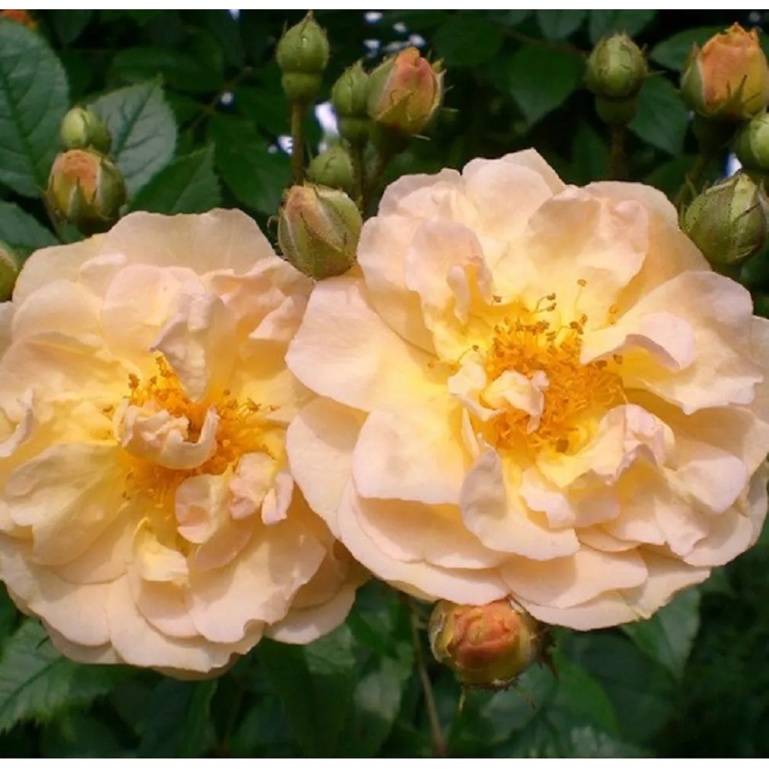 Kletterrose 'Ghislaine de Féligonde' Rosa Reichblühend