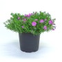 Steingartenpflanze mit pinken Blüten im Topf, ca. 15-25 cm hoch.