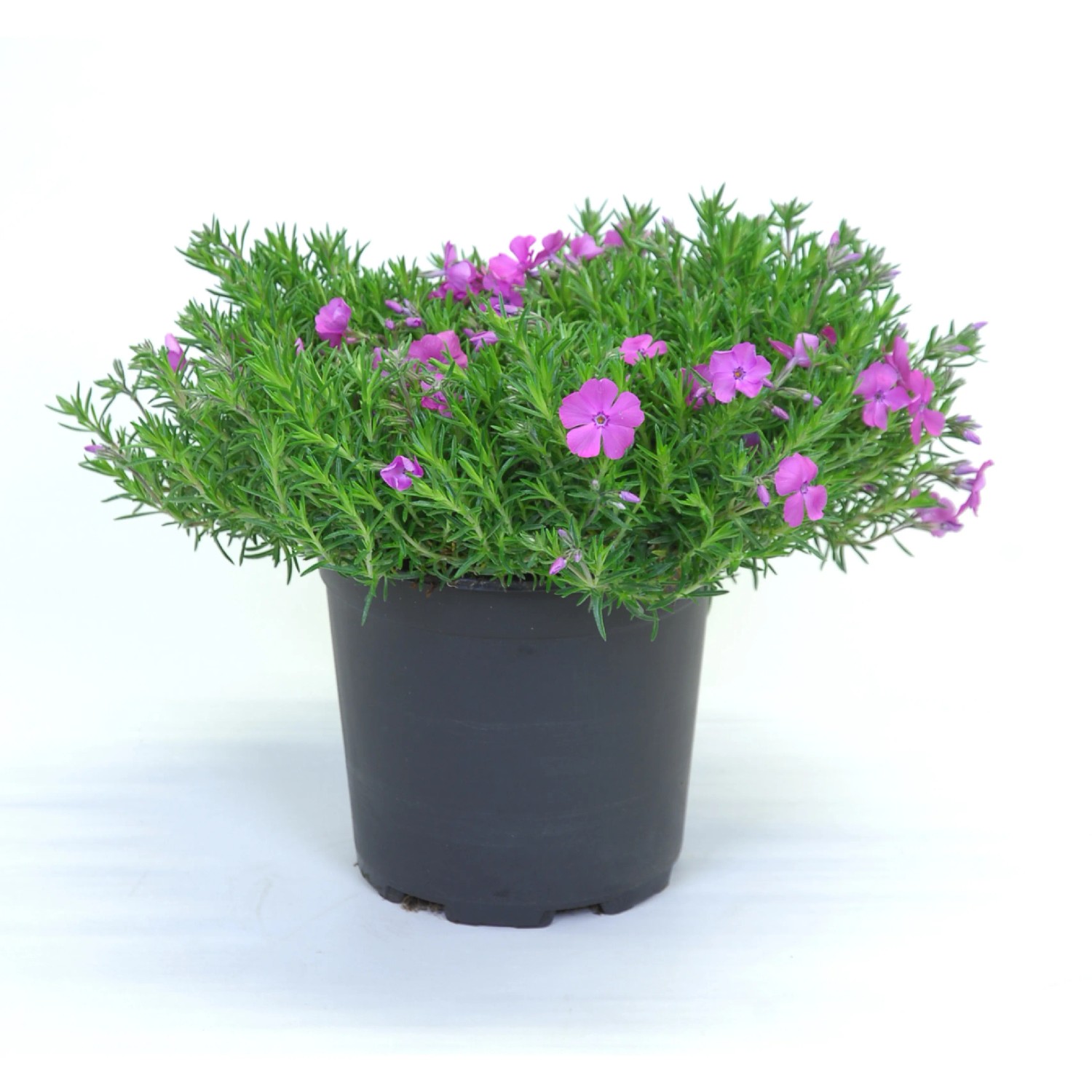 Steingartenpflanze mit pinken Blüten im Topf, ca. 15-25 cm hoch.