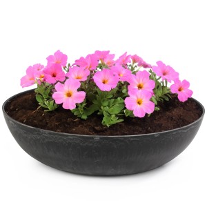 Schwarze, marmorierte Pflanzschale (37cm) mit pinkfarbenen Blüten. Dekorative Pflanztopf für Innen und Aussen.