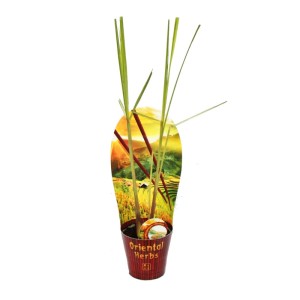 Zitronengras (Cymbopogon citratus) im 12cm Topf, exotische Pflanze für Küche und Garten.