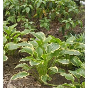 Grünblattfunkie 'So Sweet' (Hosta plantaginea) im Gartenbeet, Blätter grün mit hellem Rand.
