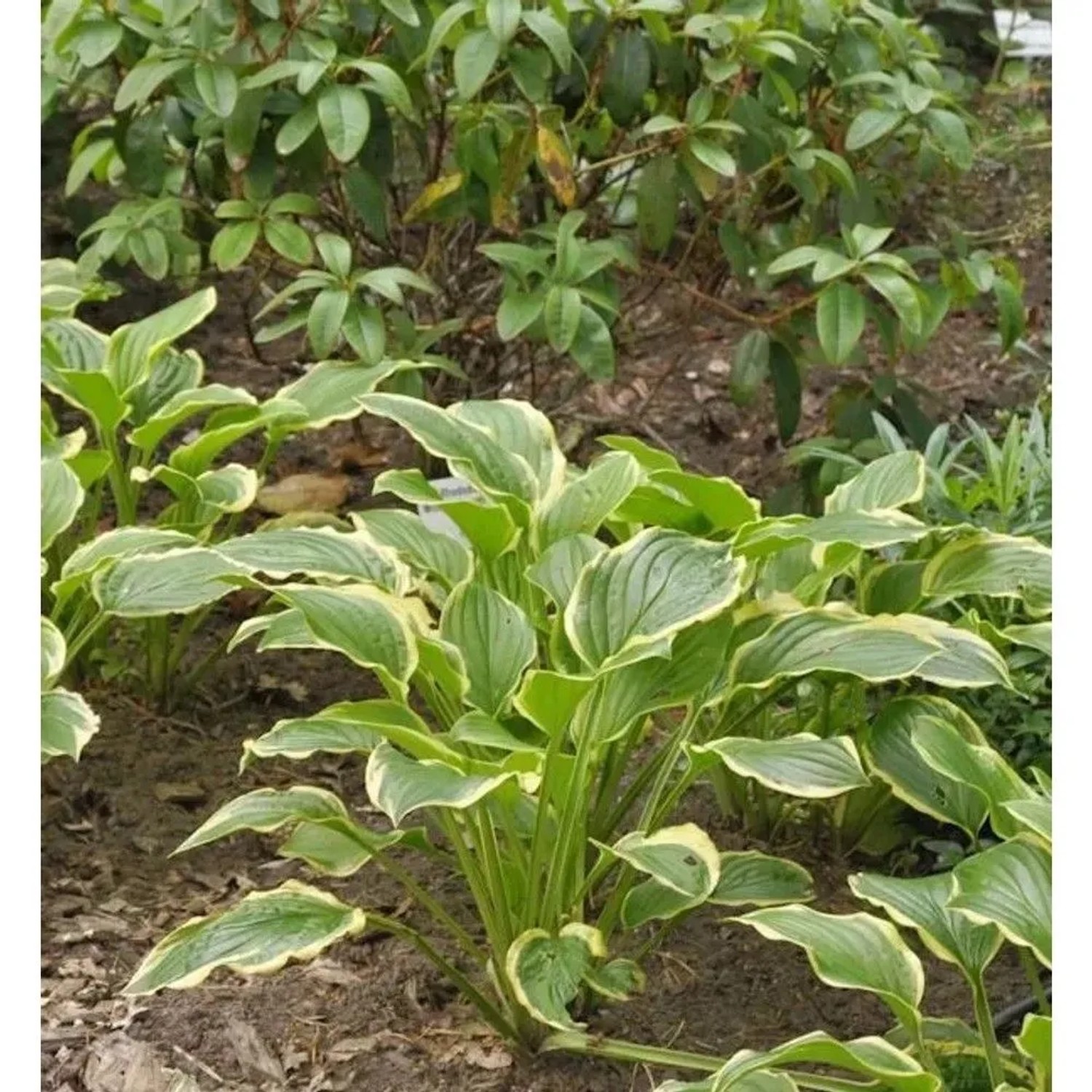 Grünblattfunkie So Sweet - Hosta plantaginea