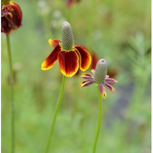 Mexikanischer Sonnenhut (Ratibida columnifera) mit rot-gelben Blüten im Garten.