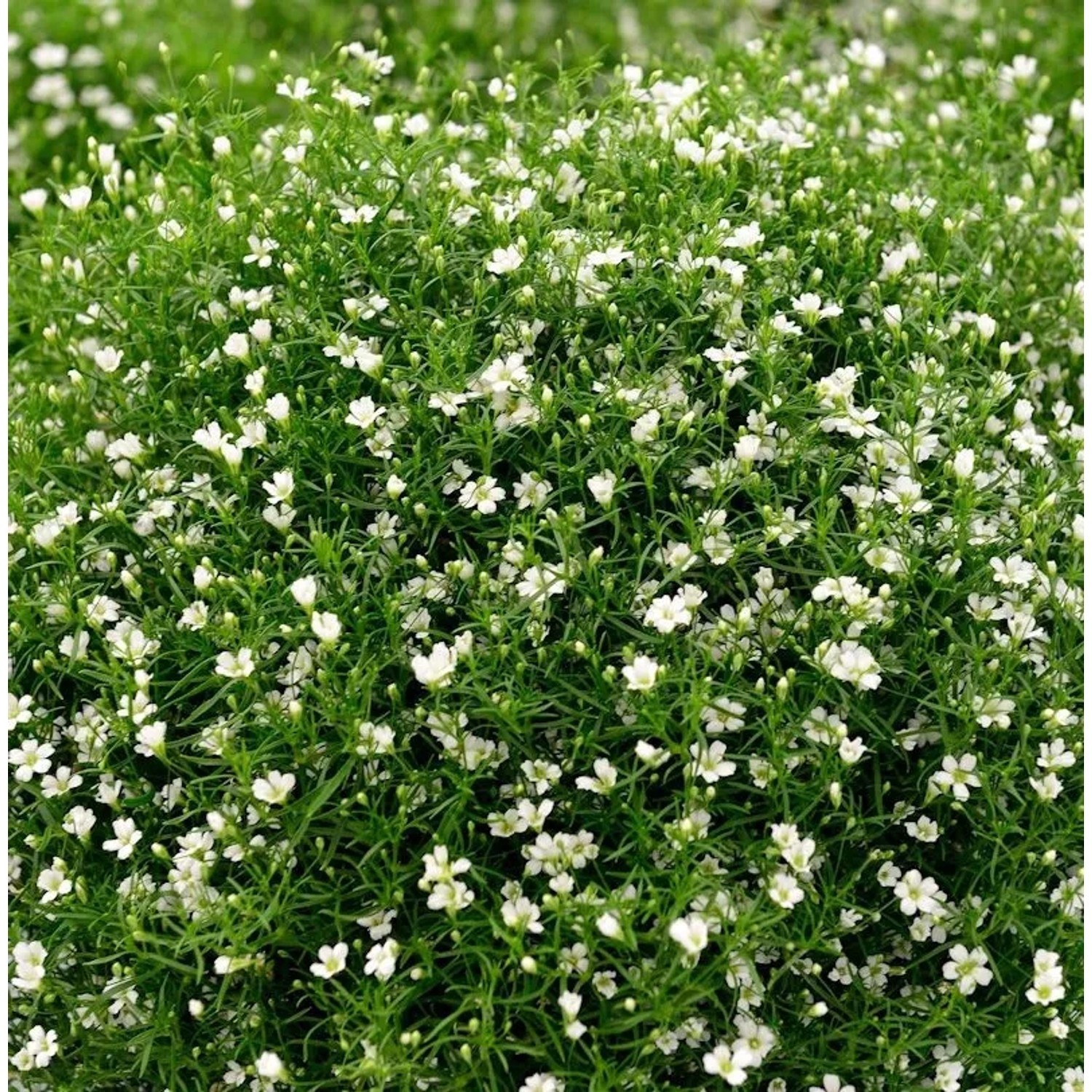 Riesenschleierkraut Fleur White - großer Topf - Gypsophila paniculata